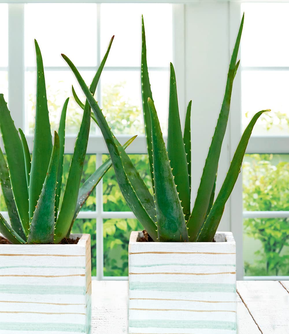 reines aloe vera gel intimbereich Reines Aloe Vera Gel 250ml