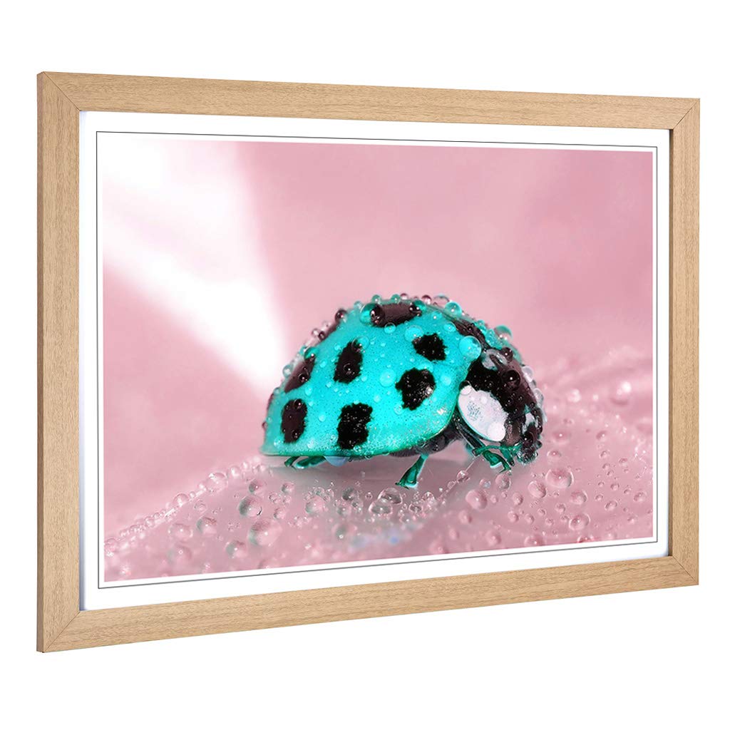 Big Box Art Framed Print of Blue Ladybird Design | Wall Art Picture | Home Decor for Kitchen, Living, Dining Room, Lounge, Bedroom, Hallway, Office, Oak, A2 / 24.5x18 Inch / 62x45cm