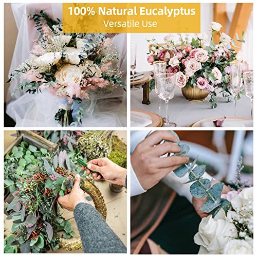 43 Pcs Dried Eucalyptus Stems & Lavender Flowers Bundle for Shower Natural Fresh Eucalyptus Leaves Hanging Eucalyptus Shower Plants for Home and Wedding Decorations