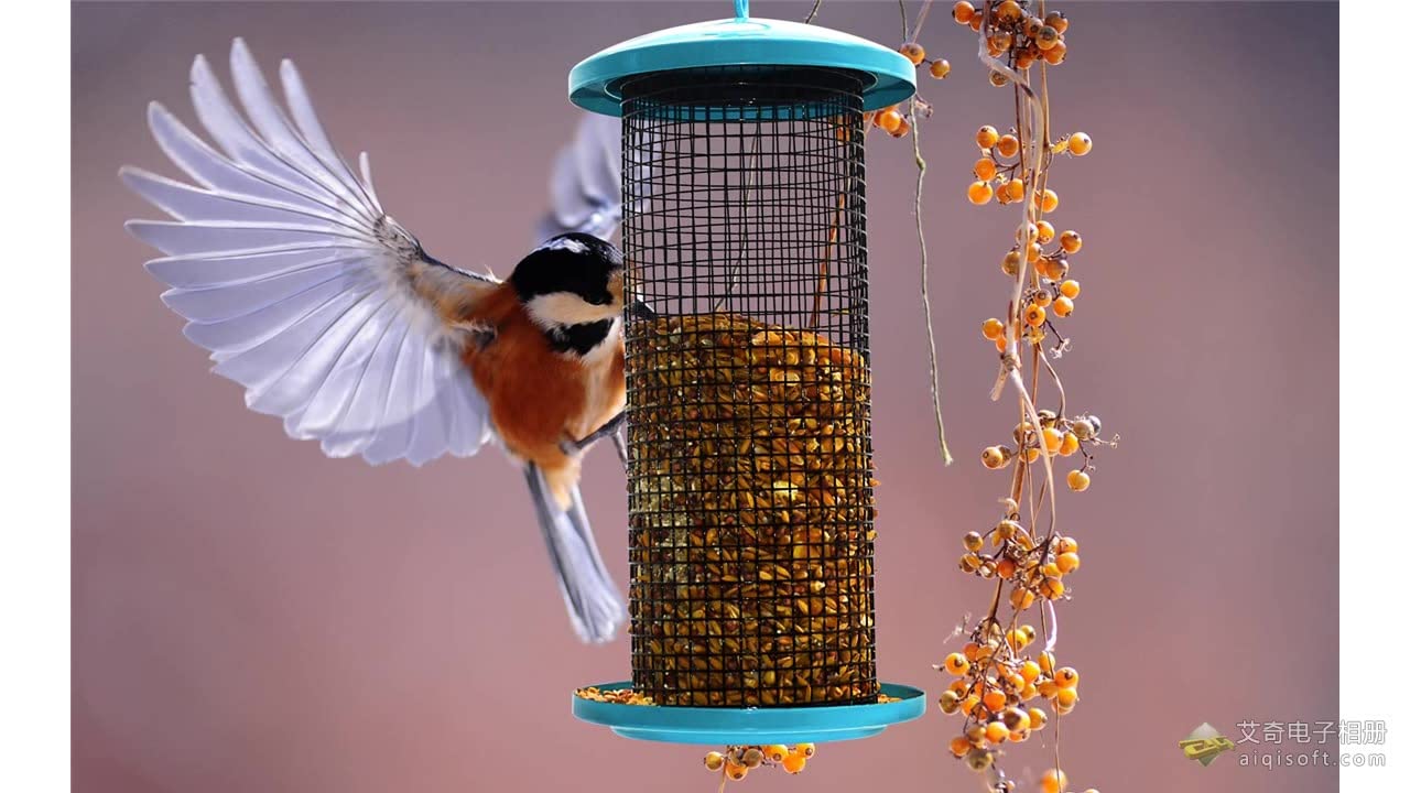 Mangiatoie per Uccelli Selvatici in Metallo da Appendere all'aperto, Mangiatoia per Uccelli a Prova di Scoiattolo e Cortile Decorativo da Giardino per osservatori di Uccelli