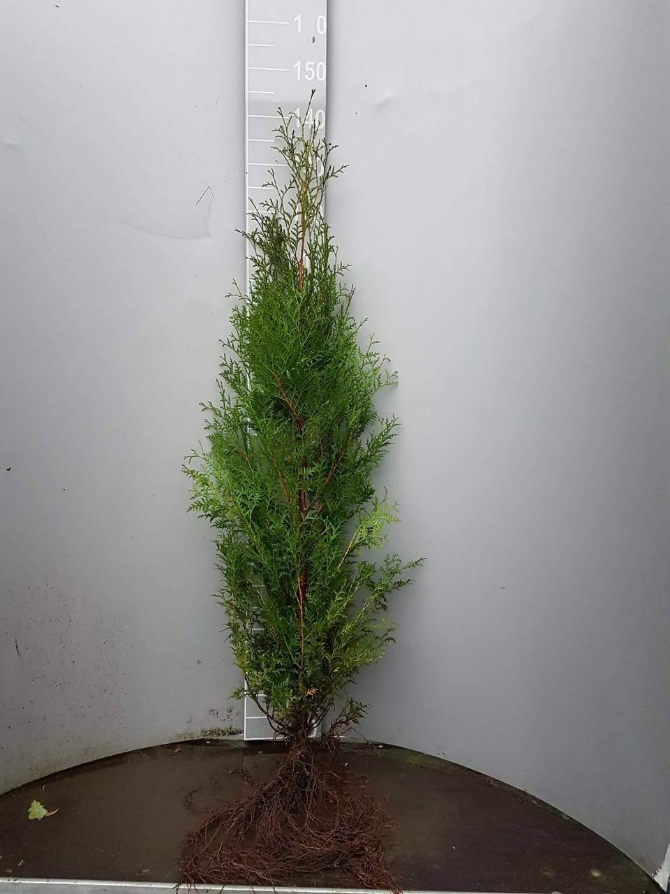 20 Thuja Brabant 80-100cm frisch vom Feld Gartenhecke Heckenpflanzen Immergrüner Lebensbaum Wurzelware Gartenpflanze