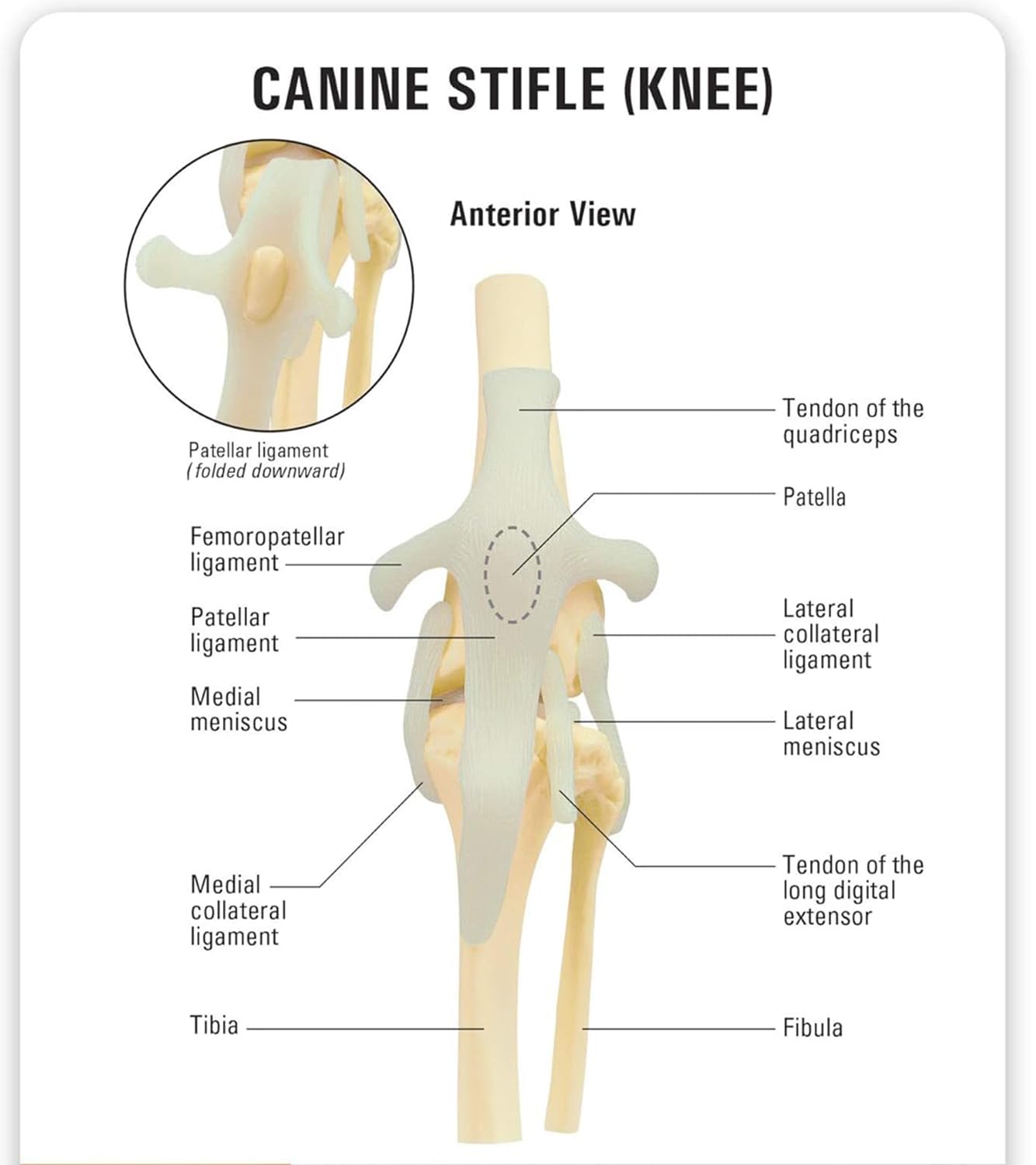 Dog Skeleton Model,Canine Knee Model/Canine Elbow Model/Canine Hip Model,Normal Knee Joint Replica for Canine Anatomy for Veterinary Office Educational Tool Organs Model (Canine Knee)