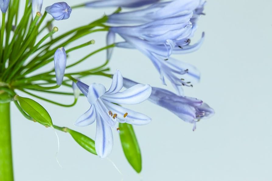 『ユイカ』 1st LIVE「Agapanthus」 National Plant Network 1 gal Agapanthus Live Perennial Plant