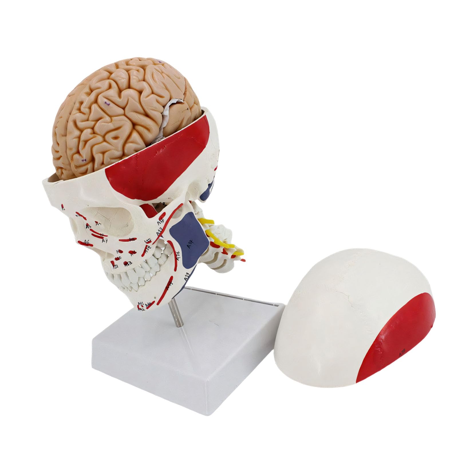 Cranio educativo in PVC con muscoli codificati a colori, ideale per studi scolastici, cranio con colonna vertebrale cervicale