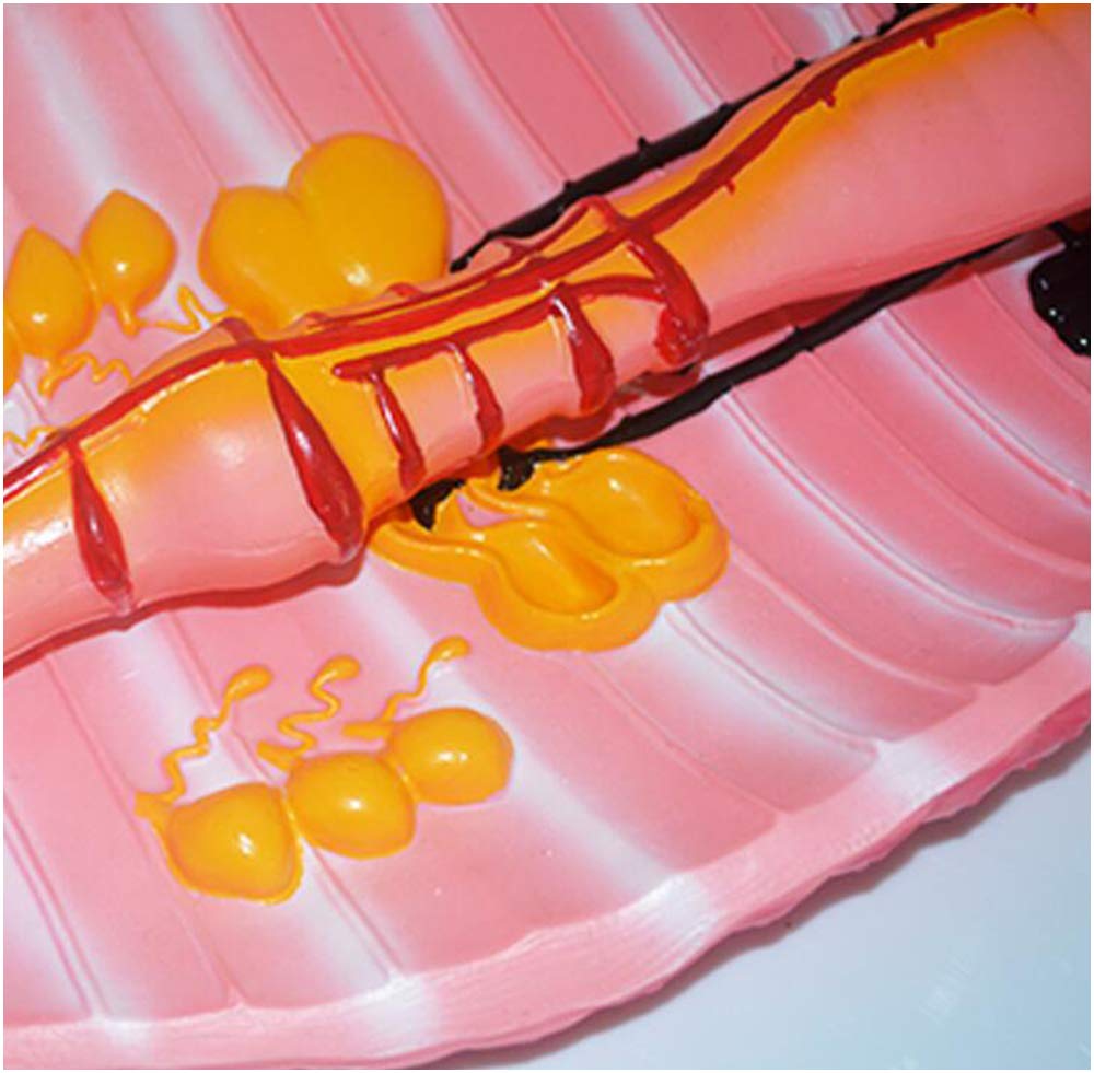 Dżdżownica Model anatomiczny - Model anatomiczny Model dżdżownicy - materiał PCV Biologiczny model nauczania Model anatomiczny dżdżownicy - 61 * 22 * 10 cm - do nauki, nauczania, wyświetlan