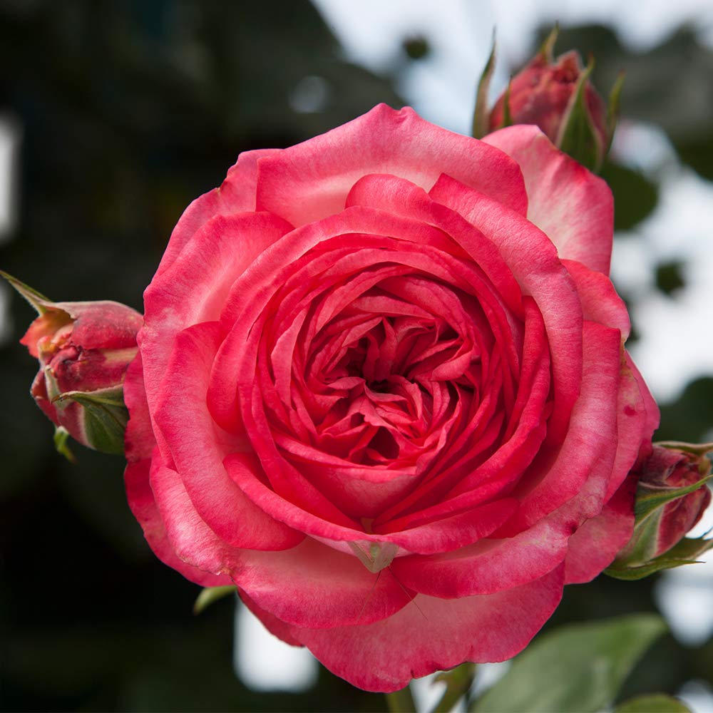 Amazon.com : Heirloom Roses Rose Plant - Antique Pink Rose Bush