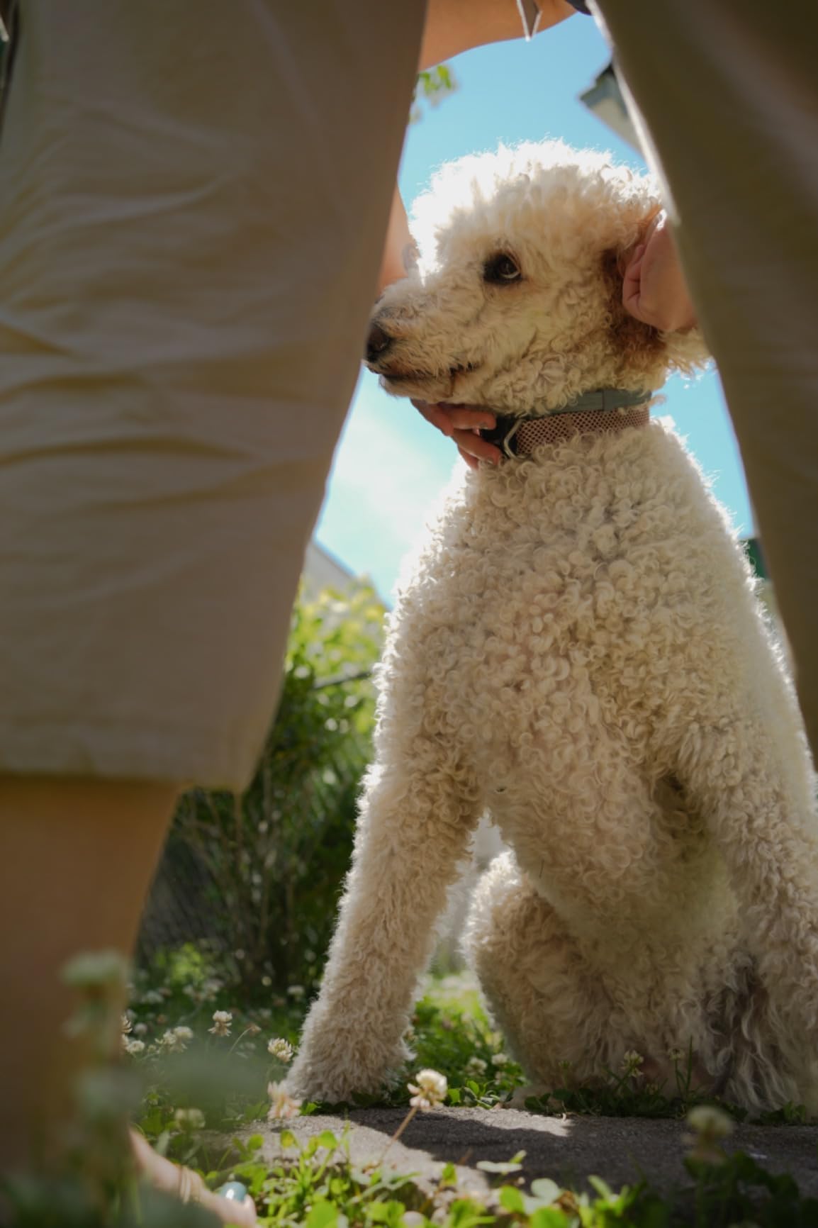 My new favorite lens