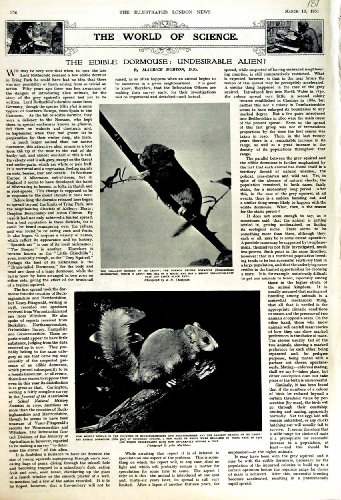 Original old antique victorian print SCIENZA 1951