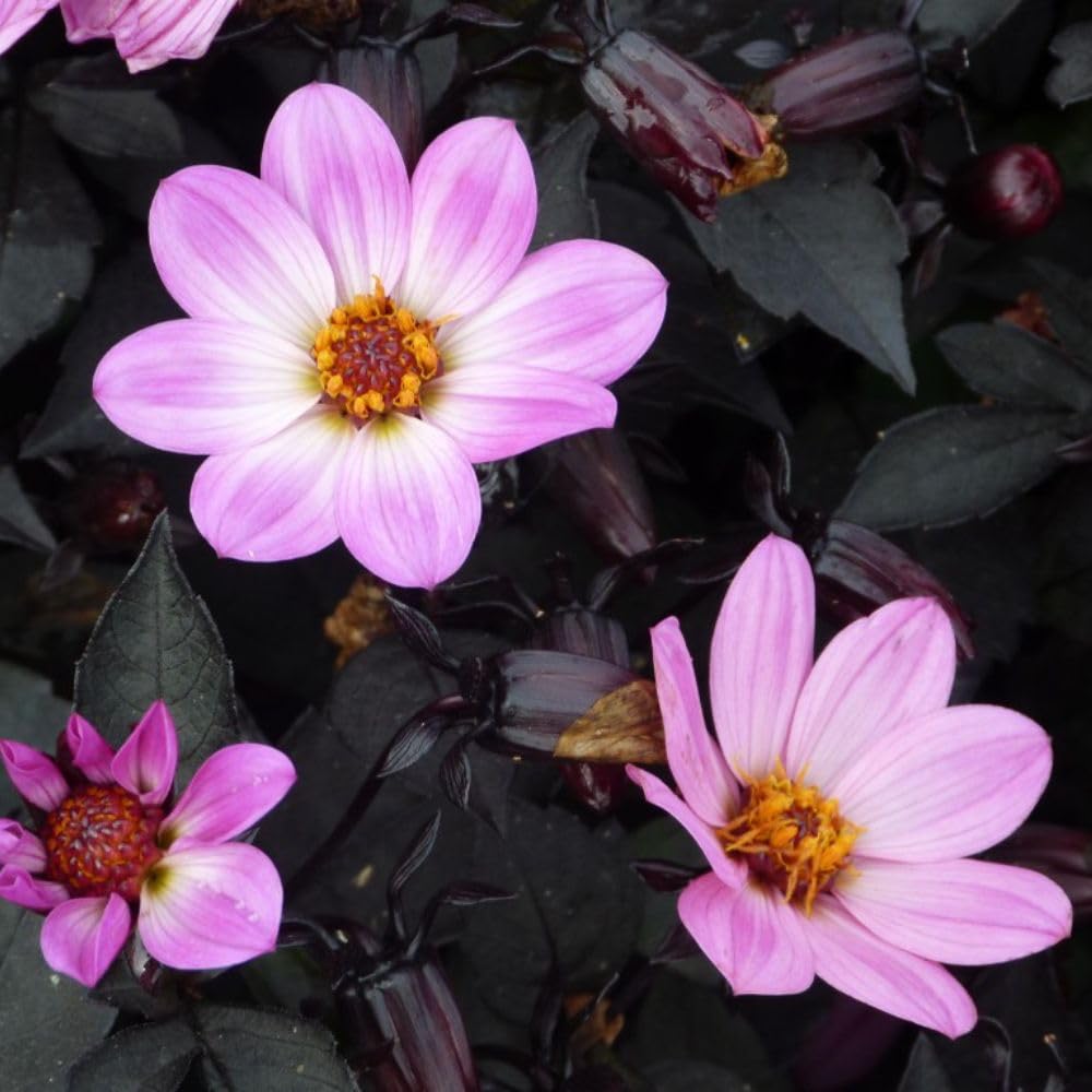 Dahlia 'Happy Days Pink' - Dwarf Variety with Striking Purple Foliage, Ideal for Pots and Small Gardens - RHS Award Winner – 2X 1 Litre Potted Plant by Thompson & Morgan