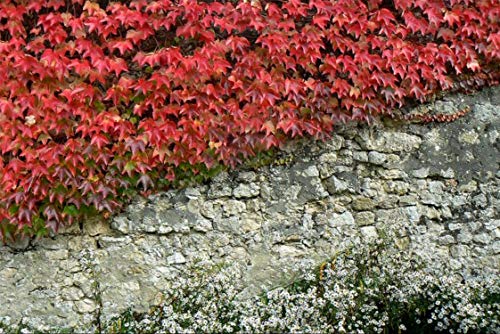 10 Graines de Vigne vierge - plante ornementale façade décorative - semences paysannes...