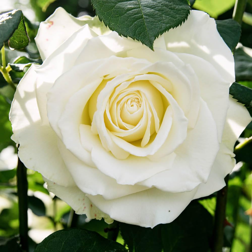 YouGarden Harkness Rose 'White Patio', Established Rose in 4 Litre Pot, Ready to Plant, For Pots, Beds, and Borders, Pure White Rose