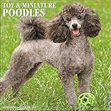 Just Toy & Miniature Poodles 2017 Wall Calendar (Dog Breed Calendars)