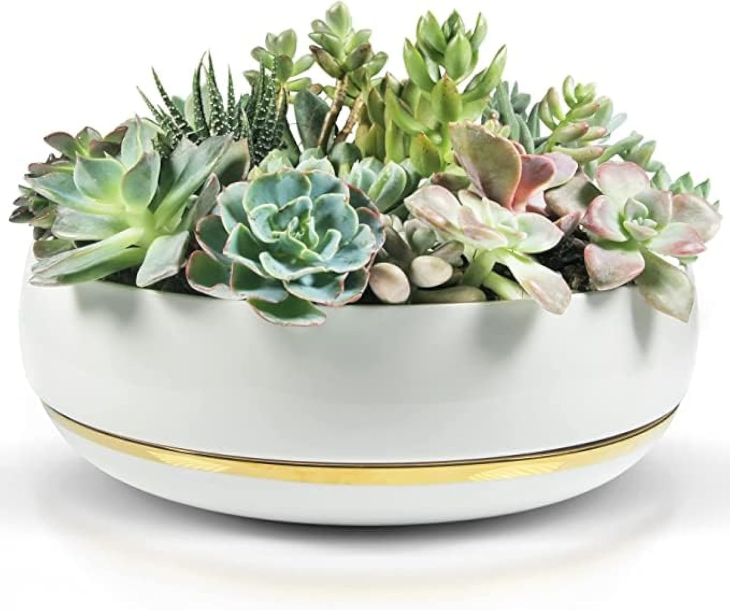 Groer Sukkulenten-bertopf mit Abtropfschale, 25,4 cm, weie Schale mit  Metallic-Gold, moderner Bonsai-, Kaktus- und Sukkulententententopf mit ...