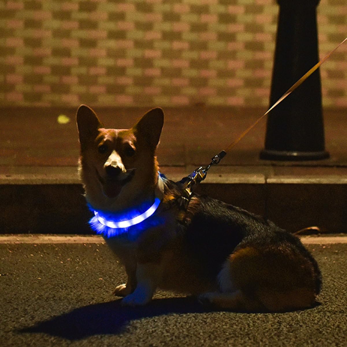 YARNOW 2juegos Collar Led para Perros Recargable por USB y Luminiscente para Paseos Material Resistente y Cómodo para Mascotas