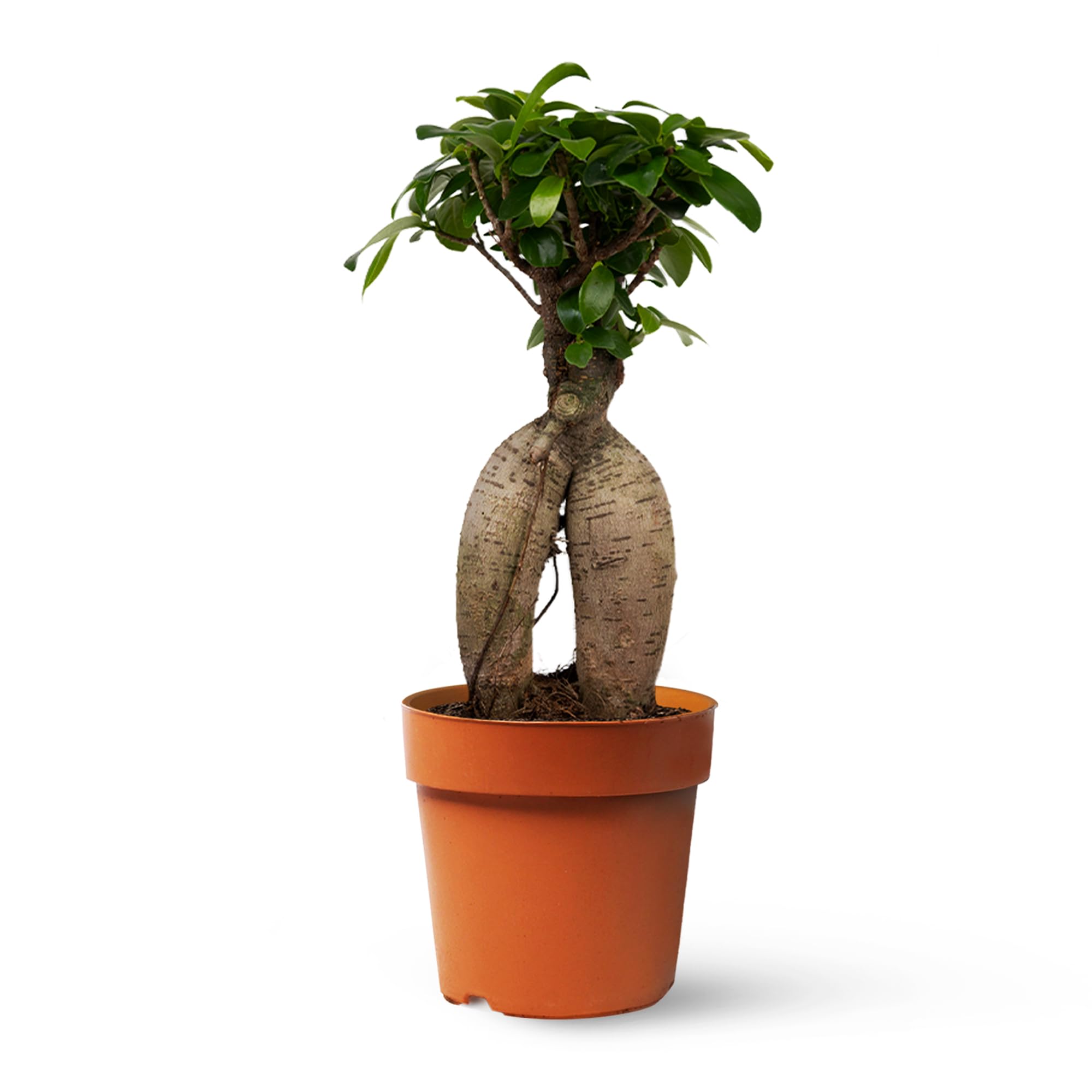 Ficus Ginseng Bonsái - Planta Natural - Interior - April Plants - Altura: 25-30 cm