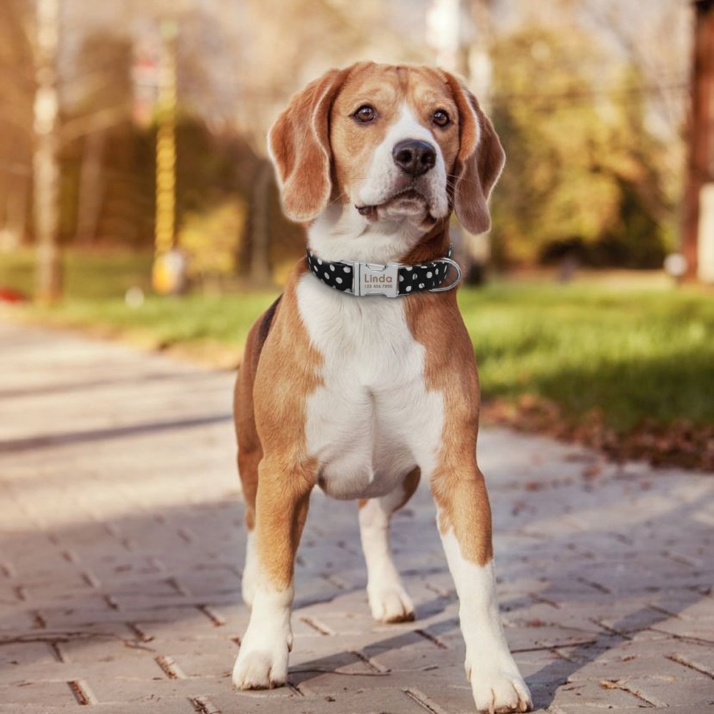 Didog Hundehalsband Aus Weichem Nylon | Mit Edelstahl-Schnalle & Personalisierbarem Namensschild