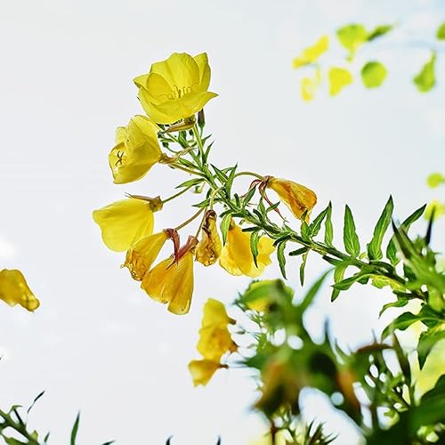 Miniatura 2 de Weleda Crema revitalizante para ojos y labios, sin perfume, 0.34 onzas líquidas