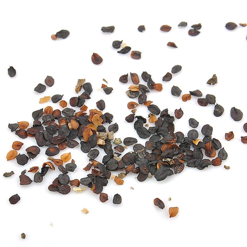 TankMR Farms Seeds 100Pcs Night Light Emitting Emerald Fluorescent Flower Seed Balcony Garden Decor for Garden Balcony/Patio - 100pcs Fluorescent Flower Seeds#