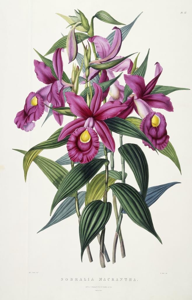 Affiche Sobralia Macrantha tableau impression d'art décoration murale 60x90cm