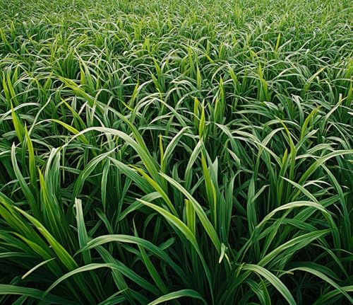 5 Pounds Rye Cover Crop Seeds - Non-GMO Rye Grain - Winter Rye Seeds