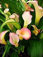 Vista 3 de Semillas de lirio de cala hermosas flores - 100 piezas de semillas