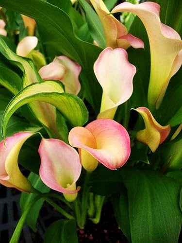 Miniatura 3 de Semillas de lirio de cala hermosas flores - 100 piezas de semillas