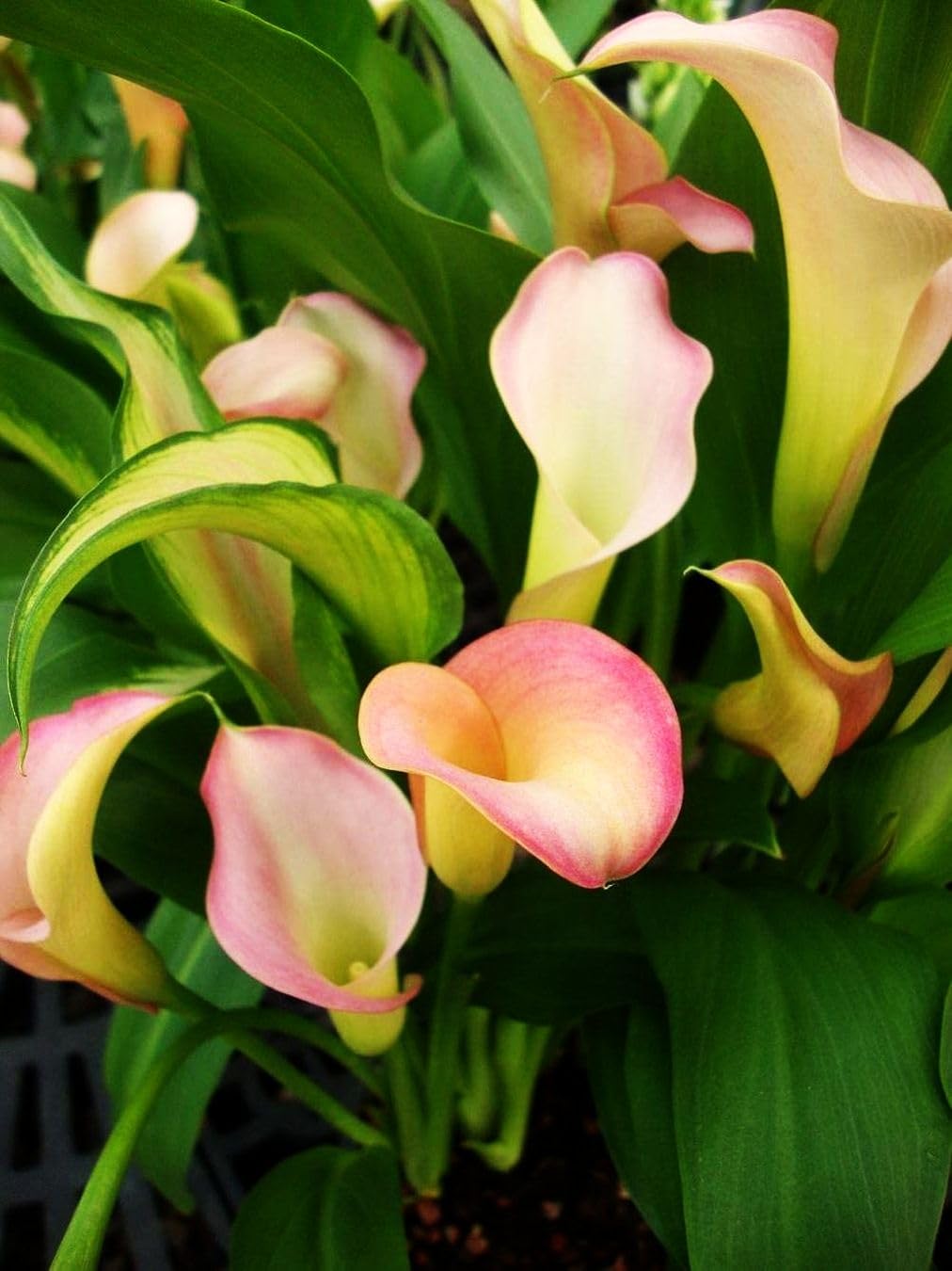 Amazon.com : Calla Lily Seeds Beautiful Flowers - 100 Pcs Seeds : Patio,  Lawn & Garden