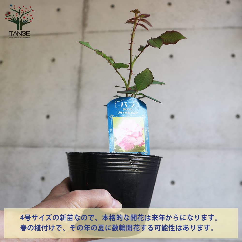 Amazon.co.jp: 薔薇の苗