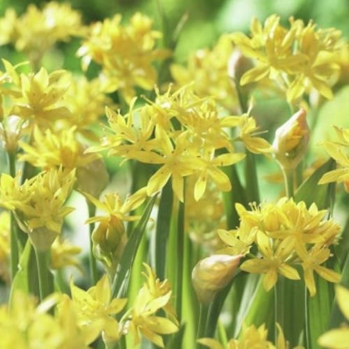 Moly Allium 15 Bombillas