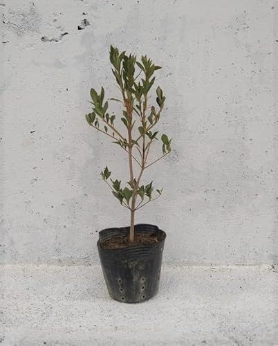 ドウダンツツジ 1pot 鉢底より40cm前後 12cmポット 躑躅 紅葉もきれい 和風 お庭 ガーデニング 日本庭園