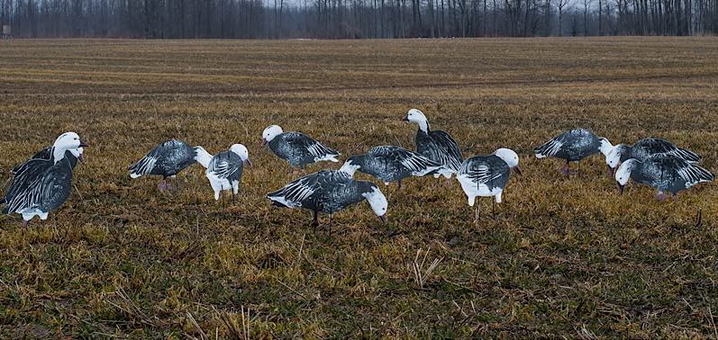 Real-Geese Flatline DVD - Volume 2