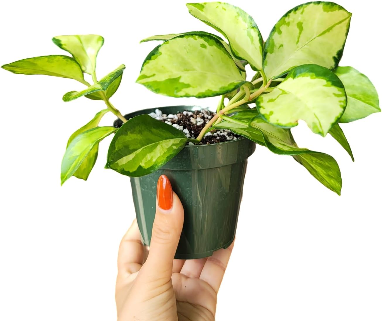Hoya Australis 'Lisa' - Live Variegated Wax Plant | Easy Care, Fast Growing Houseplant | Perfect for Indoor Decor | CA Seller (3-4 Plants/Stems, 4.5" Pot)