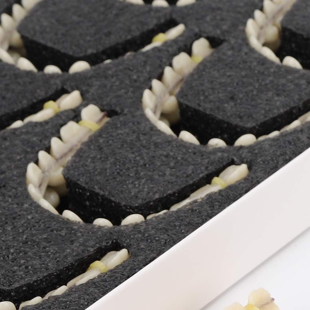 Dentaduras postizas de 10 Piezas de Resina Modelo de enseñanza de Dientes postizos Modelo Dental estándar Material didáctico Modelo de Diente de demostración estándar para Adultos