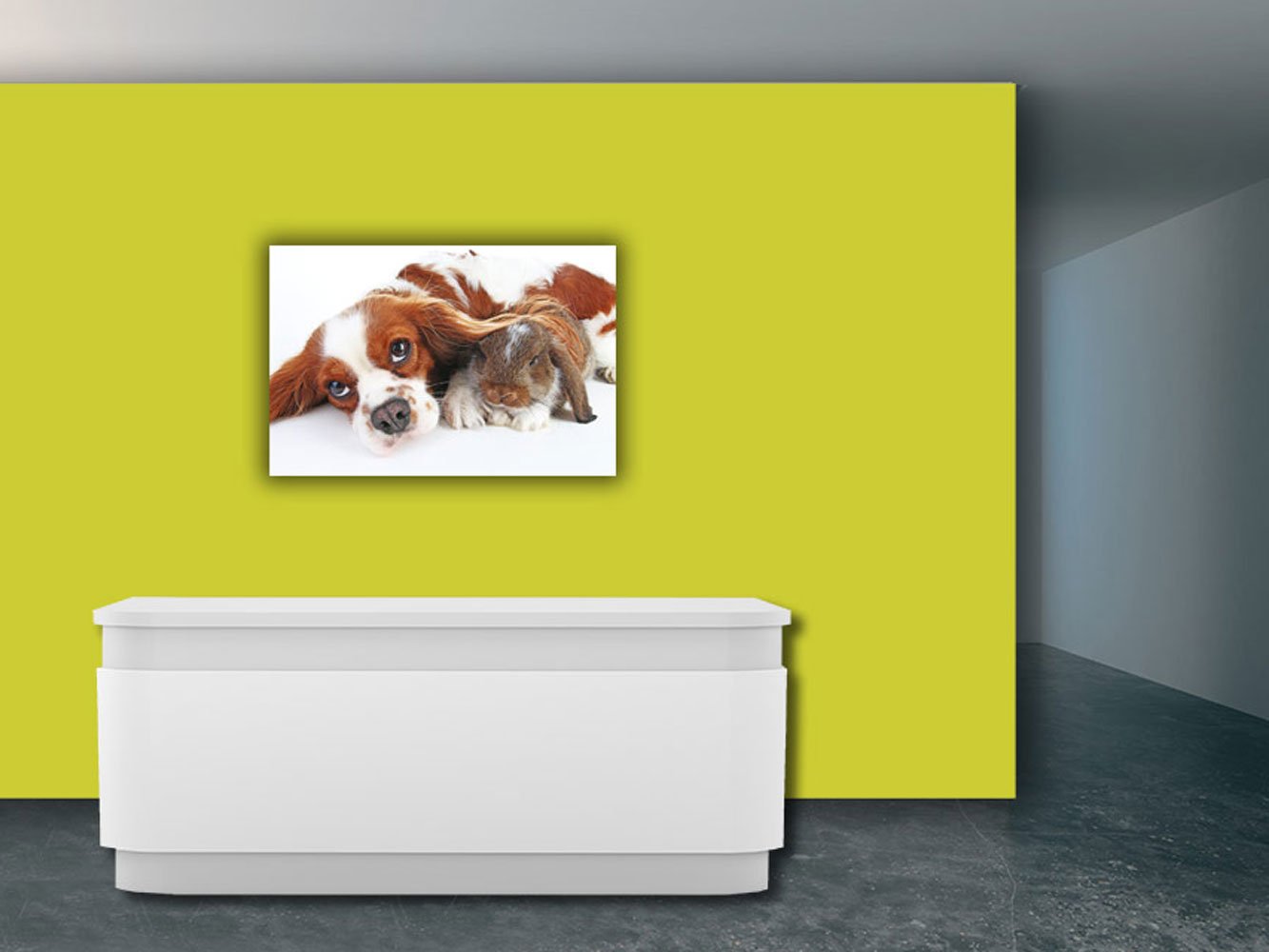 Carta da parati vinile e carta parati parete cane bolle | da pareti | Adesivo | | carta da parati | varie misure | Veterinarios | decorazione ordine, Barbieri, stanze... 400x300cm