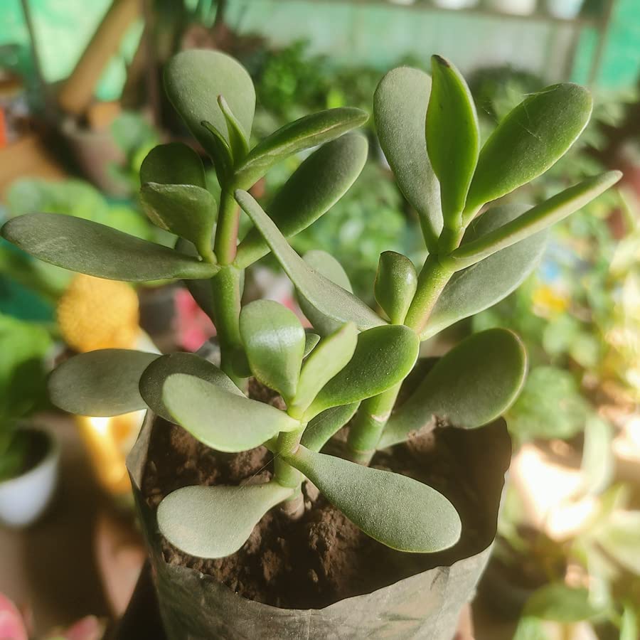 Aarnish | Crassula Ovata Jade Plant (Good Luck Feng Shui) | Kuberakshi Vastu Plant | JADE plant | GOOD LUCK MONEY TREE |WITH NURSERY POLY BAG (B0C1JRWVPV) Amazon Price History, Amazon Price Tracker