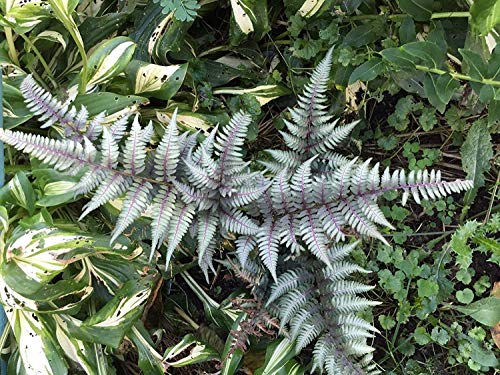 Homely 110 Painted Fern Spores/Seeds Bonsai Seeds