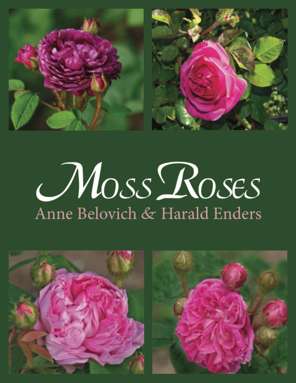 Moss Roses
