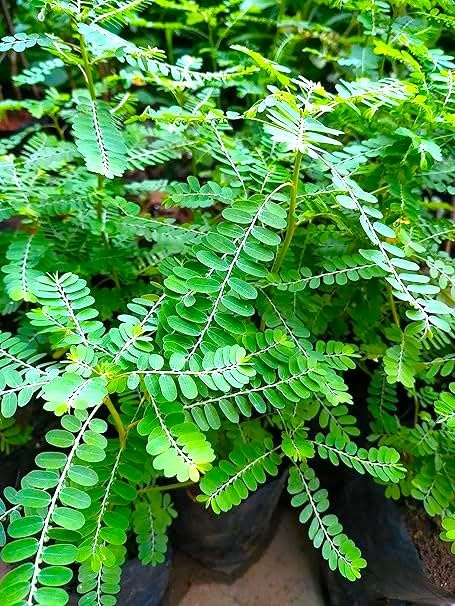 NATURE WORLD PREMIUM FULLY ORGANIC AYURVEDIC DESI BHUMI AMALA PHYLLANTHUS NIRURI GULF LEAF FLOWER SHATTER STONE BREAKER JARAMLA NELA USIRI HEALTHY LIVE PLANT FOR GREAT HOME GARDENING (B0CQWPCM6V) Amazon Price History, Amazon Price Tracker