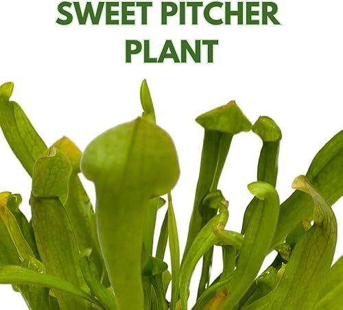 Miniatura 2 de BubbleBlooms Planta Jarra Dulce, Planta Carnívora, Sarracenia rubra Jarra Walter