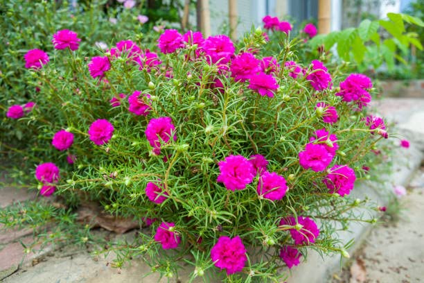 OXY GREEN PLANT® Portulaca,Time Flower, Japanese Rose, Sun rose, Moss rose, Rock rose, Live Flower plant Actual Plant Height .5 ft to 1.5ft (B0C23GQD3B) Amazon Price History, Amazon Price Tracker