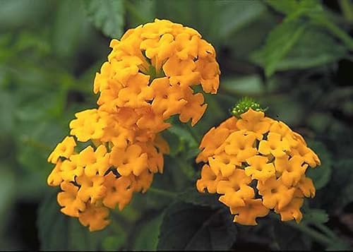 Miniatura 3 de Planta de Lantana Dorada, maceta de 2 pulgadas, flores Lantana para plantar