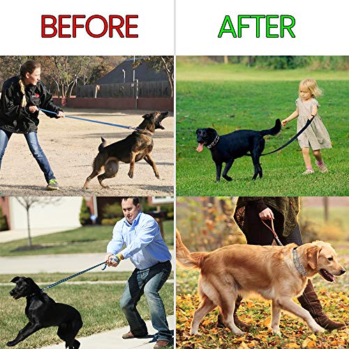 Best Dog Pinch Collars Buying Guide Gistgear