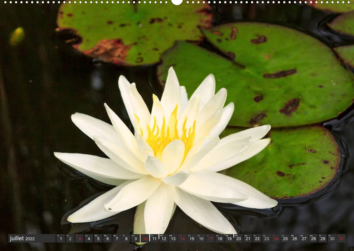 Contemplation florale (Premium, hochwertiger DIN A2 Wandkalender 2022, Kunstdruck in Hochglanz): La contemplation d'une fleur est un des premiers ... de notre âme. (Calendrier mensuel, 14 Pages )