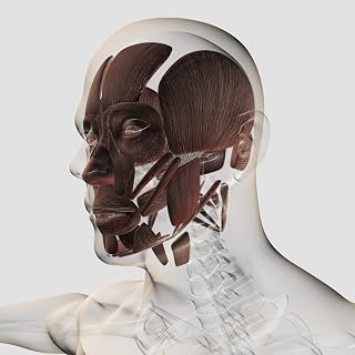 Posterazzi Anatomy of male facial muscles side view Poster Print, (14 x 14)