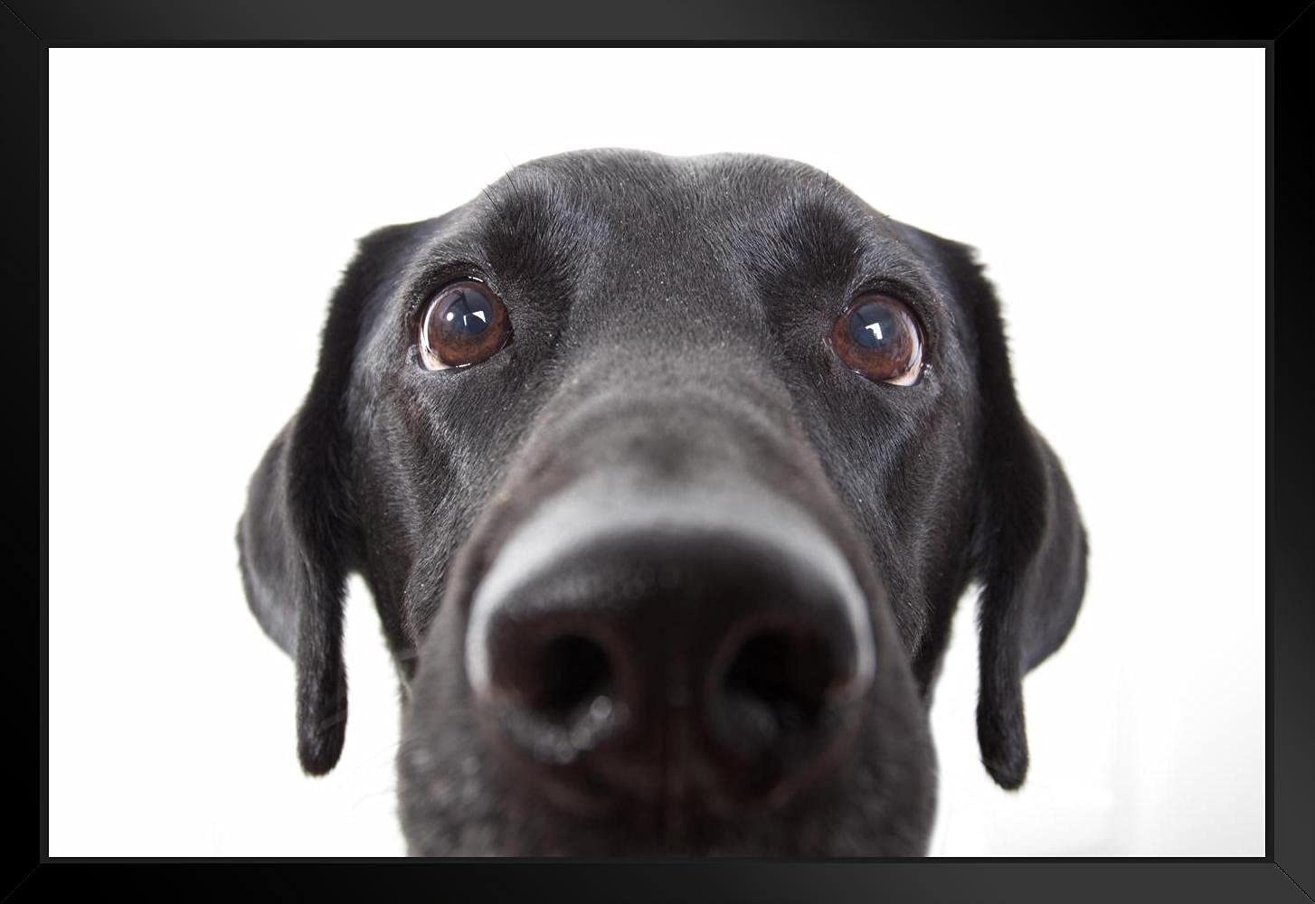 Why Do Dogs Face The Wall