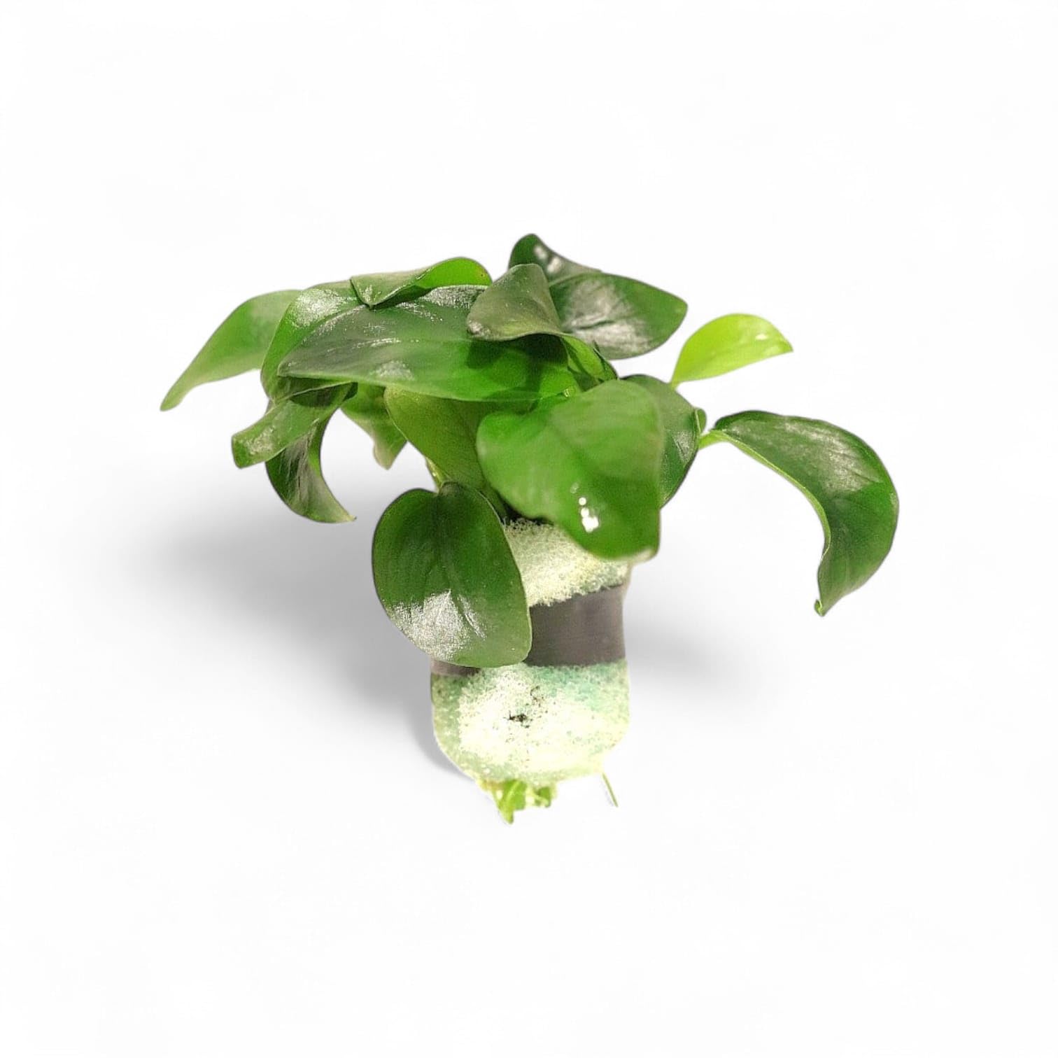 Live Aquarium Plant ¦ ANUBIAS BARTERI VAR. 'Nana' ¦ Easy Hardy Beginner Friendly Low-Light Tropical Rooted Aquascaping Fish Tank Snail Free Shrimp Safe -Leaded Bunch- (2, Anubias Barteri 'Nana')