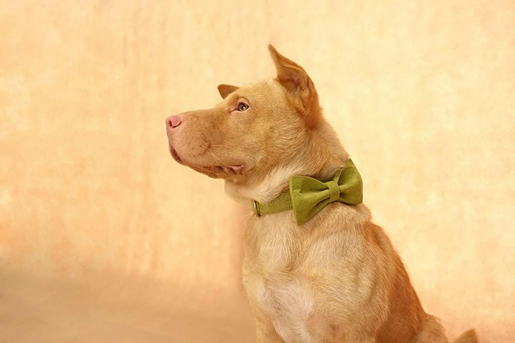 Hundehalsband gelblich-grün Poly Satin und Nylon Hundehalsband oder Leine 5 Größen,Hundehalsband,XL-Hundehalsband Fliege-L