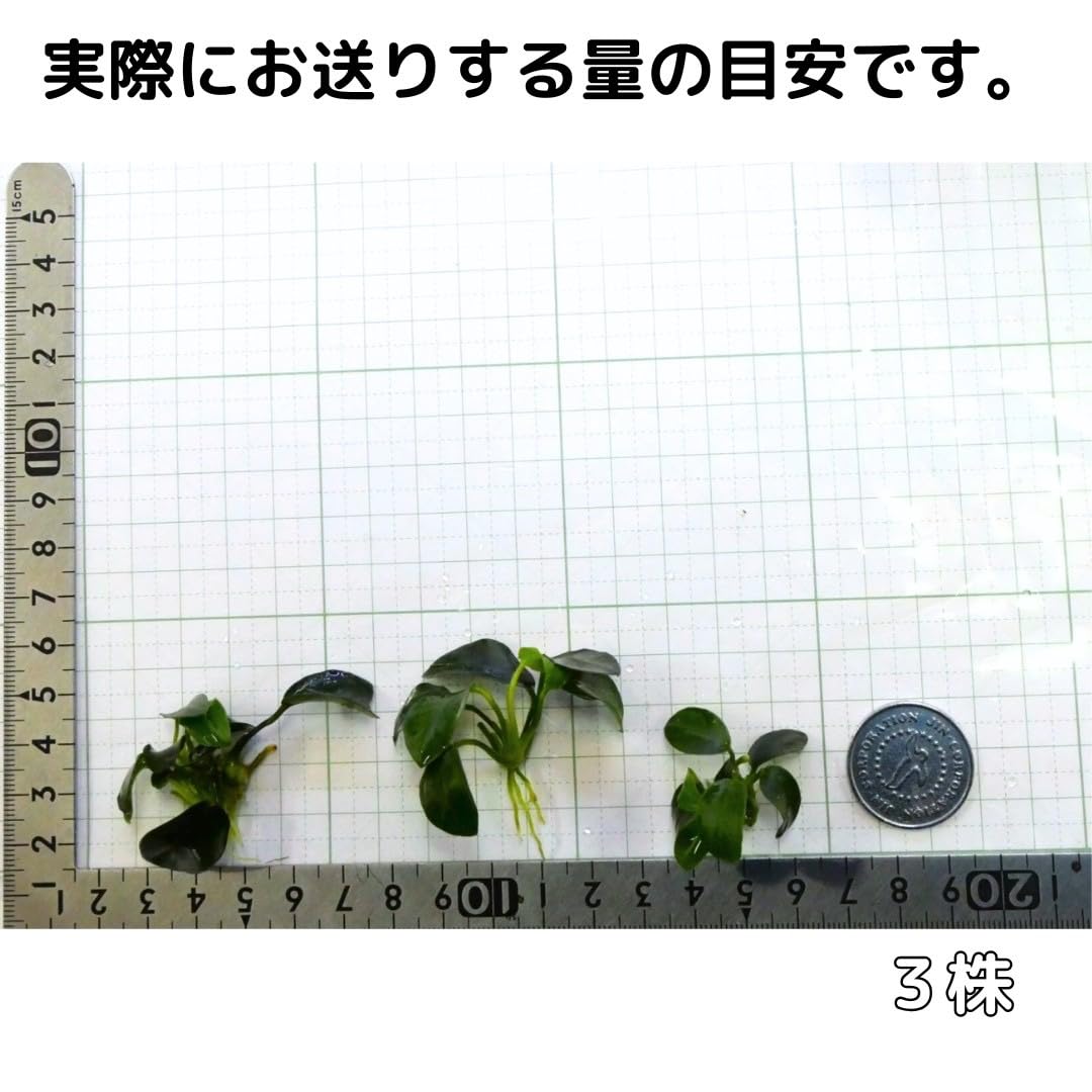 Amazon | アヌビアスナナプチ 3株 水草 水上葉 陰性水草 | ノー