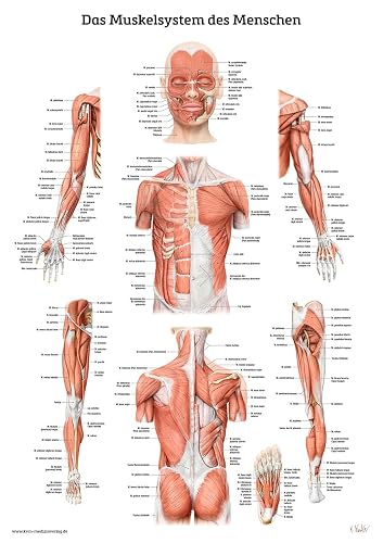 Das Muskelsystem des Menschen: Lernposter der menschlichen Anatomie