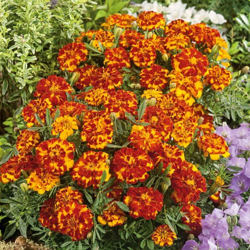 Eden Brothers French Marigold Seeds - Bolero